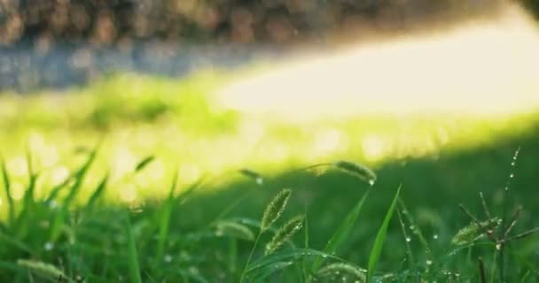 Gras mit Regentropfen. Gras Hintergrund mit Wassertropfen Nahaufnahme. Umweltkonzept. Unklarer Hintergrund — Stockvideo