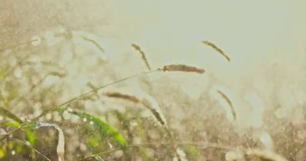 Corrió en caluroso día de verano, gotas de agua cayendo por la hierba alta — Vídeo de stock