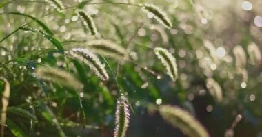 Kabarık spikelet arkadan aydınlatmalı şiddetli yağmur altında