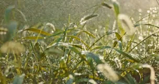 土砂降り 映像の下でバックライト草 — ストック動画