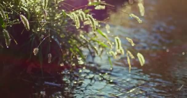 小穂は水の上にぶら下がってストリーム バックライト付き — ストック動画