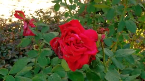 Dying rose on wind in autumn time — Stock Video
