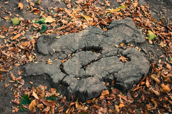 Souche dans le parc d'automne — Photo