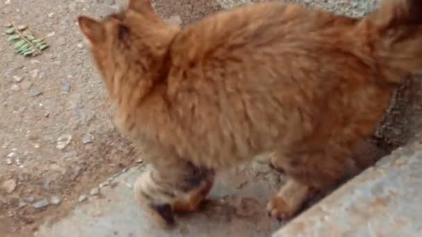 Ферал кицька кіт чекає — стокове відео