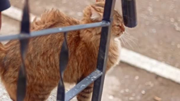 Feral micio gatto in attesa al di fuori per alcuni cibo sfregamento suo tubo oltre recinto — Video Stock