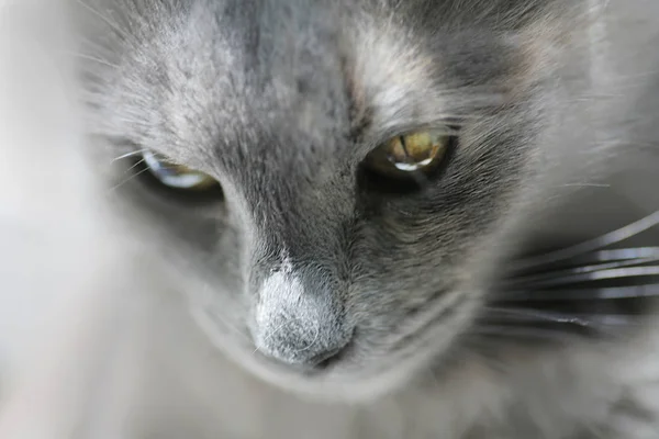 Очень крупный план серого кота, смотрящего вниз — стоковое фото