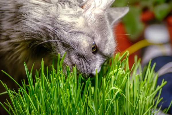 고양이 창턱 클로즈업에 신선한 녹색 잔디를 먹는 — 스톡 사진