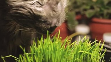 Kedi koklama ve taze catnip munching