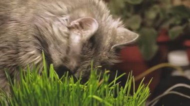 Taze catnip otlar vazolar yeme kedi