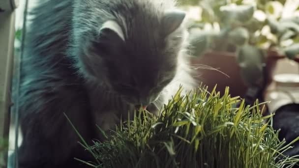 Šedá kočka žere zelené trávy z hrnce na okenní parapet — Stock video
