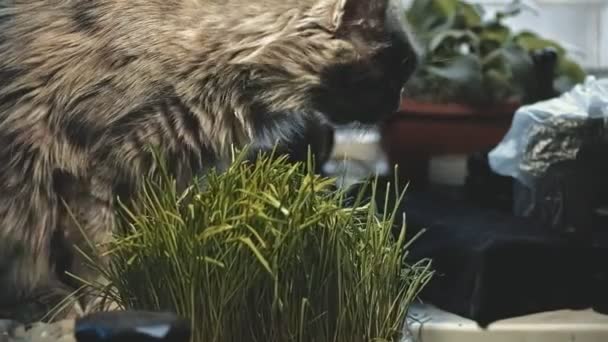 El gato gris está comiendo hierba. El gato está comiendo hierba en el alféizar de la ventana en la luz parpadeante — Vídeo de stock