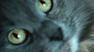 Gri kedi tarafından eller seçici odak tutarak aşırı closeup çekim
