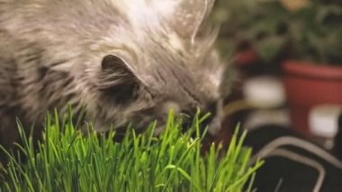 Kedi taze yeşil kedi-ot ya da evde beslenen hayvan ot yiyor. Doğal saç fırçası tedavi