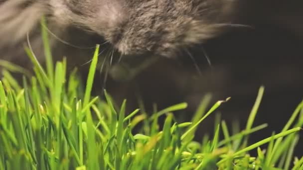 Gatto mangia erba di gatto. gatto grigio mangiare erba erba gatta colpo molto primo piano — Video Stock