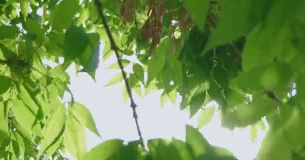 Canopy de hojas de árbol verde con agujero en el centro — Vídeos de Stock