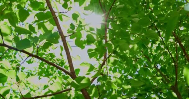 Zon schijnt door groene bladeren luifel — Stockvideo