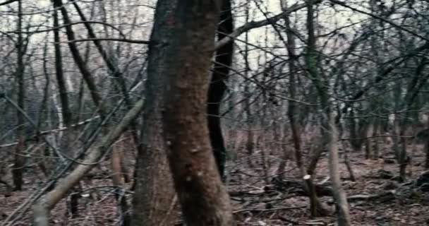 Bare trees of dark forest panorama — Stock Video