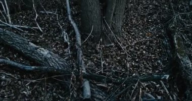 Ürkütücü ormanda kayıp kişinin POV görünümü