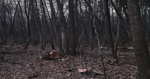 Sola en el oscuro bosque invernal — Vídeos de Stock