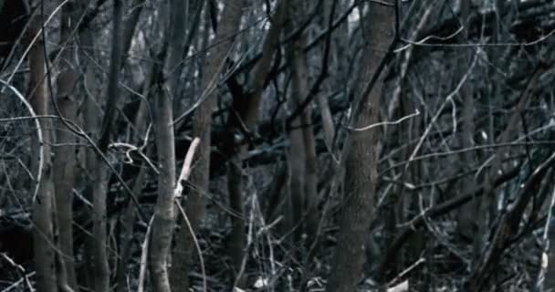 Çıplak ağaç dalları, hiçbir şekilde karışıklık — Stok video