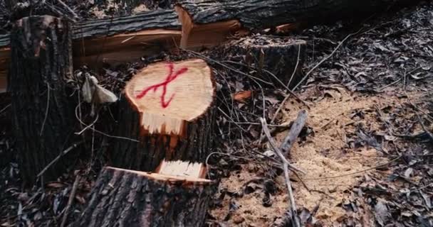 Stump dans la forêt sombre — Video