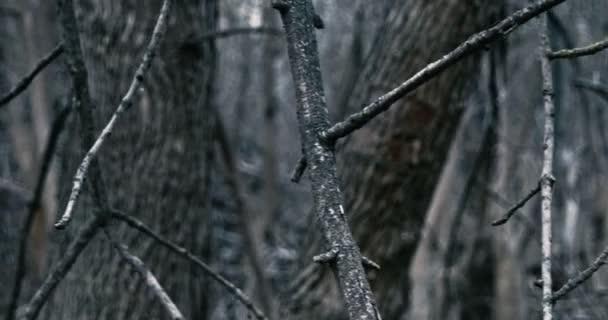 Крупним планом мертві гілки темного лісу — стокове відео