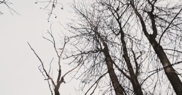 POV person looking at tops of the trees then going down and looking at bare trees around — Stock Video