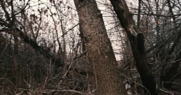 Alguien mirando alrededor de árboles desnudos oscuros — Vídeos de Stock