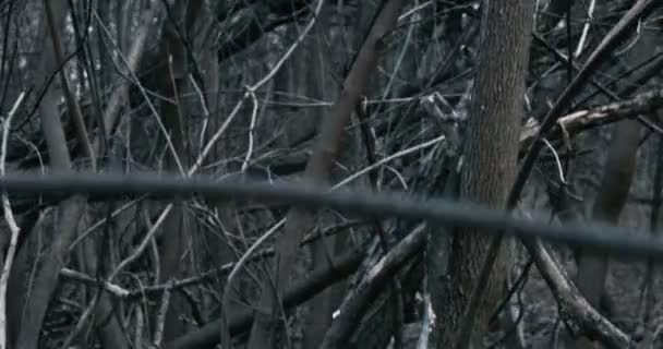 The wall of dead trees branches and somebody looking for way out POV — Stock Video