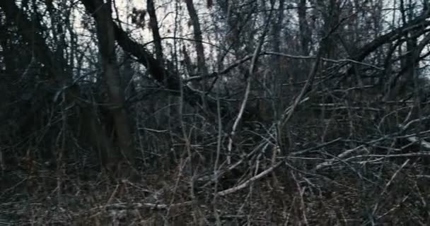 Panoramic view in dark forest at mess of dead branches — Stock Video