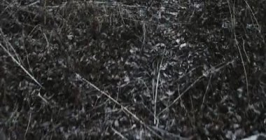 Karanlık ormanın içinde ölü yaprak Pov yüzey üzerinde çalıştırmak