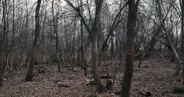 Walk in scary forest — Stock Video