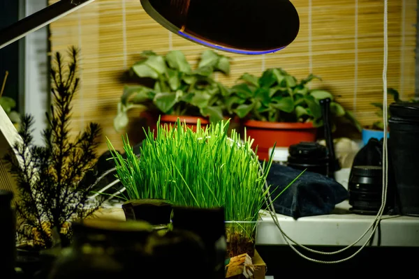 Plantas en maceta y hierba de cosecha propia en alféizar de ventana — Foto de Stock