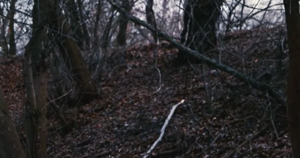 Arbres foncés flous dans la forêt morte — Video