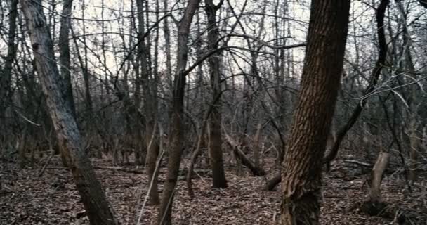 Mirada panorámica alrededor en bosques oscuros — Vídeo de stock