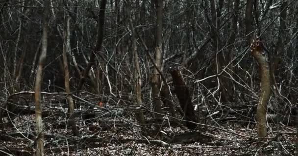 Moviéndose a través del bosque oscuro — Vídeo de stock