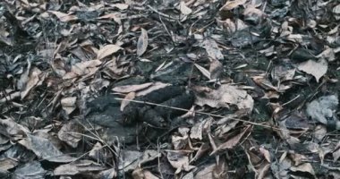 Yeryüzünde insan ya da büyük köpek dışkı