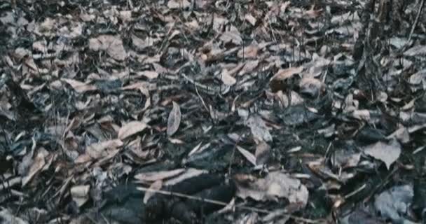 Human turd POV réel sur les feuilles tombées — Video