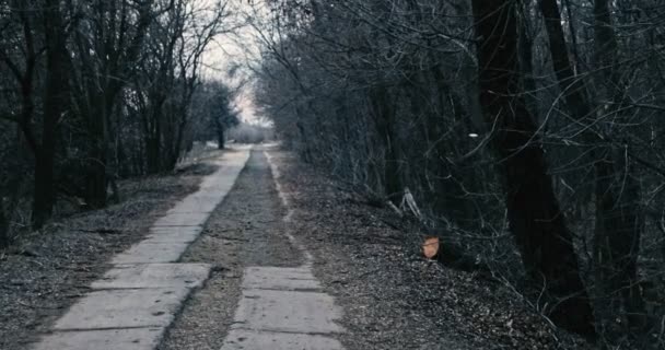 Holé stromy kolem staré opuštěné silnici uprostřed nowere — Stock video