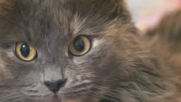 Макро серых кошек сталкивается с зернистыми кадрами — стоковое видео
