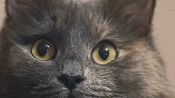 Lindo Hocico Gato Gris Muy Cerca Macro Gatos Cara Granulada — Vídeo de stock