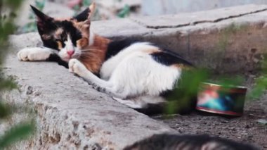 Üç renkli kedi uyuyor.