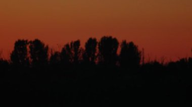 Akşamüstü ağaçların tepesinden panoramik manzara