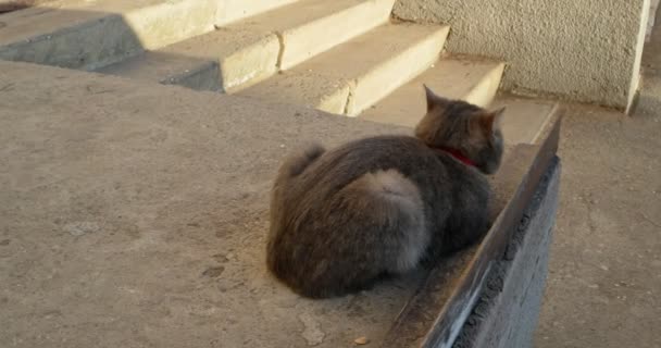 Cat with collar sitting near stairs — Stock Video