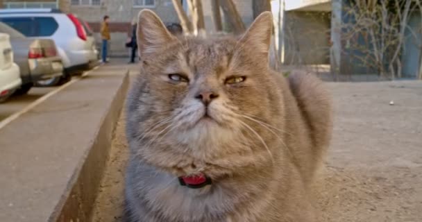 Grå katt mynning närbild nära parkeringen — Stockvideo