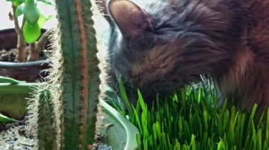 Dişi kedi filizlenmiş yulaf yiyor.