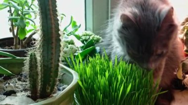 Dişi kedi pencere kenarında filizlenmiş yulaf yiyor.