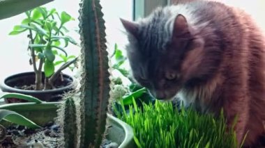 Dişi kedi filizlenmiş yulaf kokluyor ve uzaklaşıyor.
