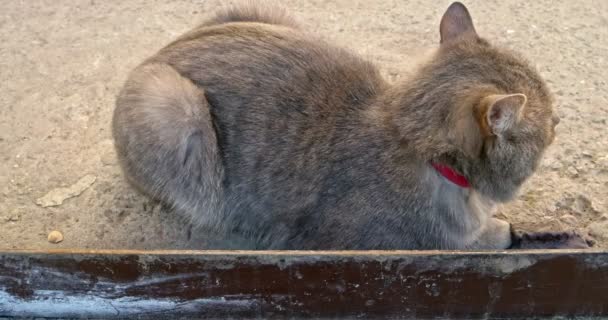 Sömnig katt i krage sittandes på betongplatta — Stockvideo