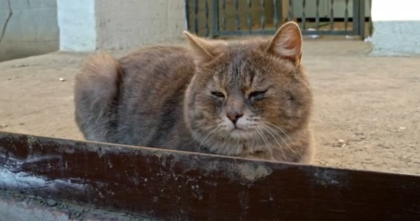 Accueil chat reposant à l'extérieur — Video